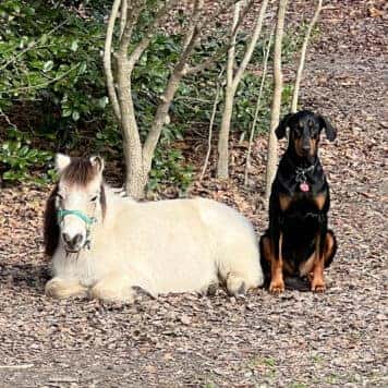 Rocket & Kilo