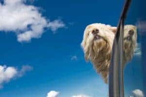 Dog enjoying car ride
