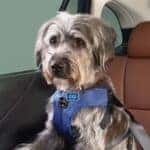 Subaru-Pet-Harness