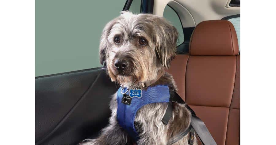 Subaru-Pet-Harness