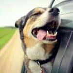 Happy dog in car