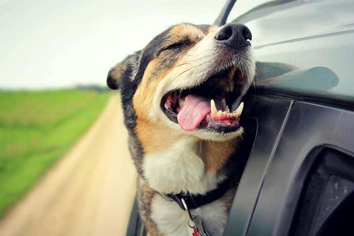 Happy dog in car