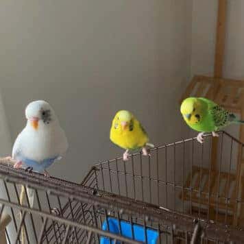 Blitz, Maui & Daisy