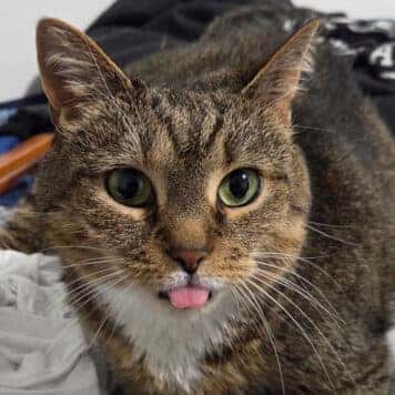 Peanut