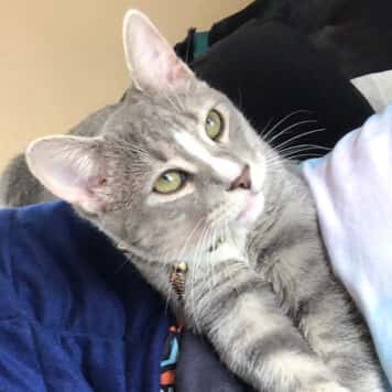 Beau
