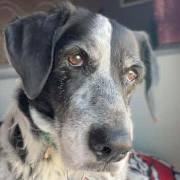Roxy