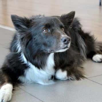 Maui The Dog