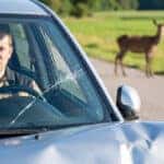 I hit a deer what do I do