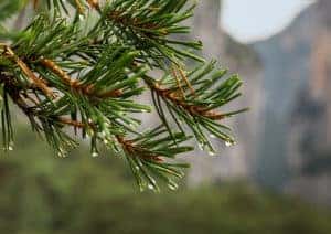 Pacific Northwest Rain
