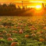 pumpkin_patch_at_sunrise_b