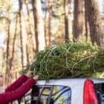 Xmas Tree Being Tied Down to Car Roof