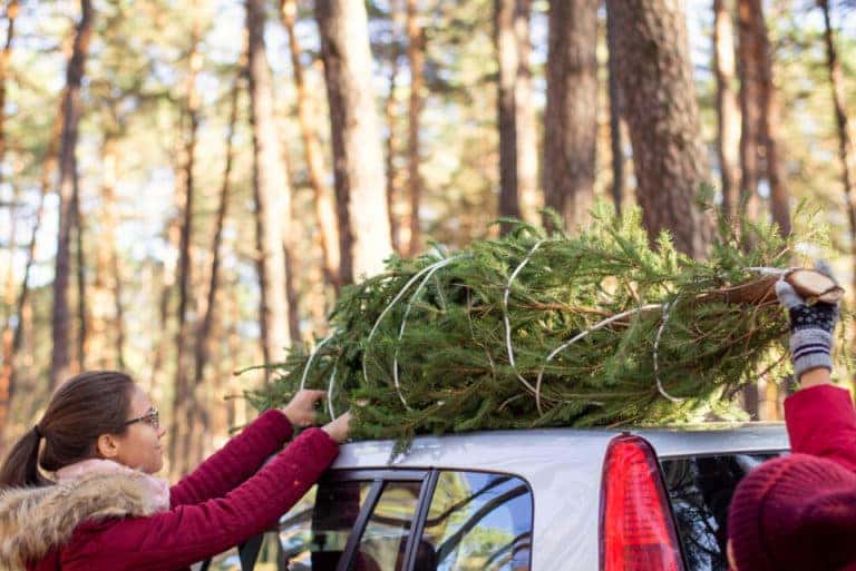 Transporting Trees Home How To Transport Your Tree Safely | Walt Massey Chevrolet Buick GMC