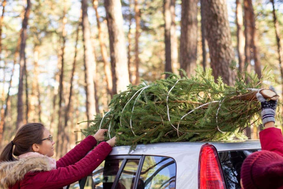 Xmas Tree Being Tied Down to Car Roof